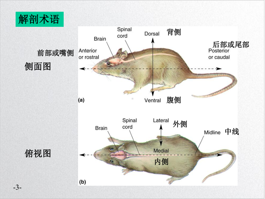 神经系统的结构示范课件.ppt_第3页