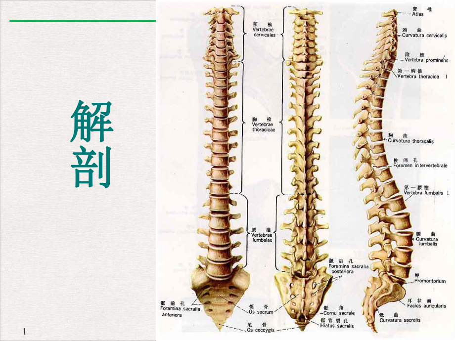 脊髓解剖标准课件.pptx_第1页