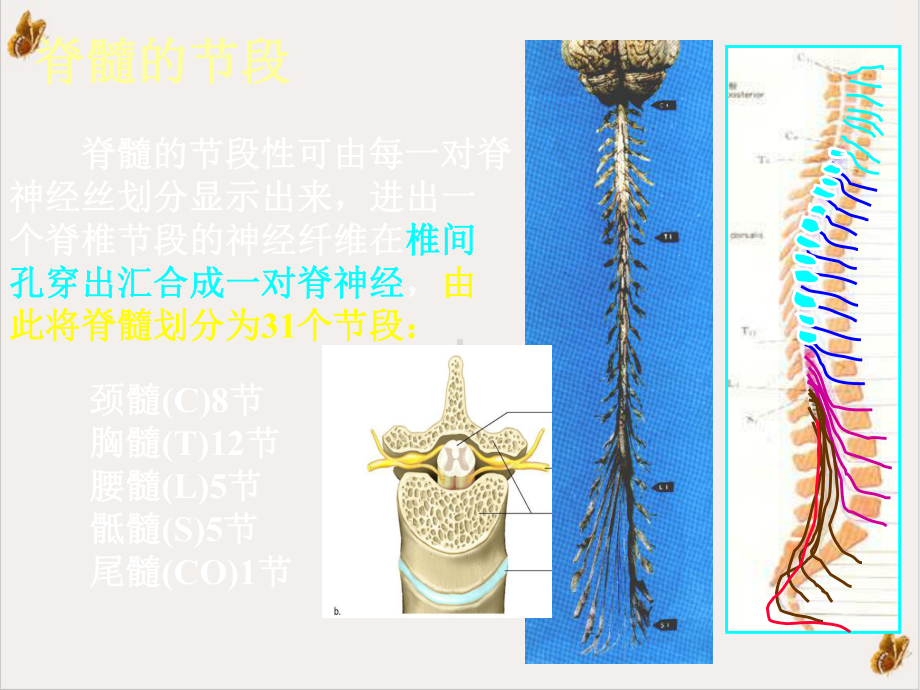 神经系统脊髓培训课件.pptx_第1页