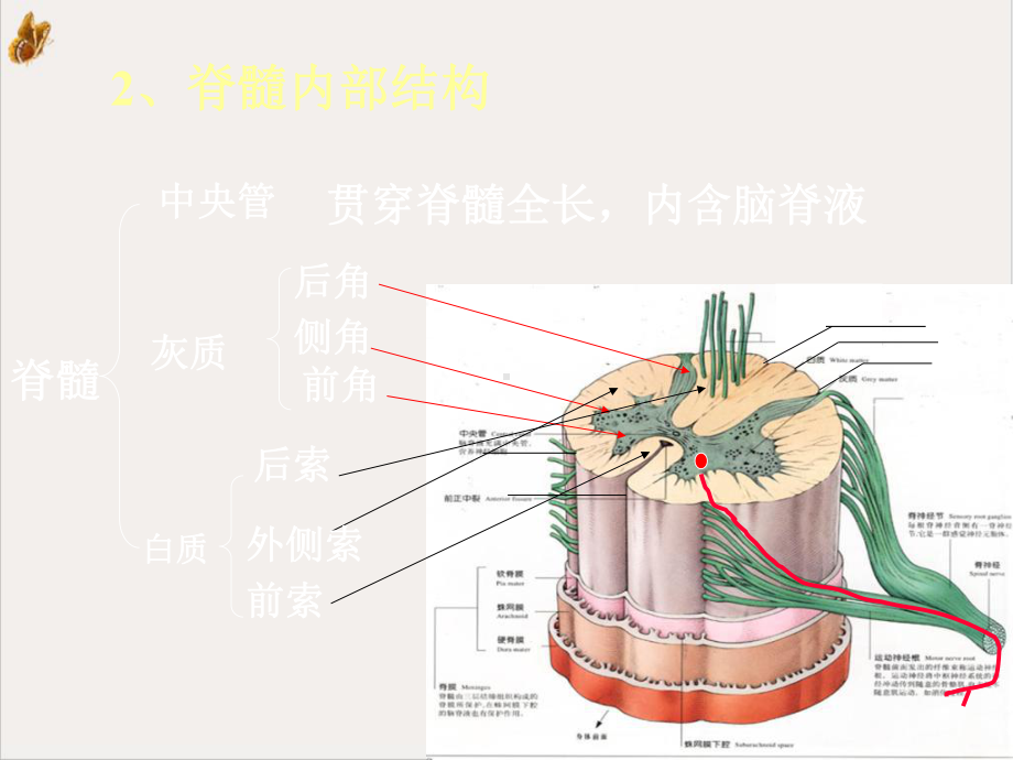 神经系统脊髓培训课件.pptx_第2页