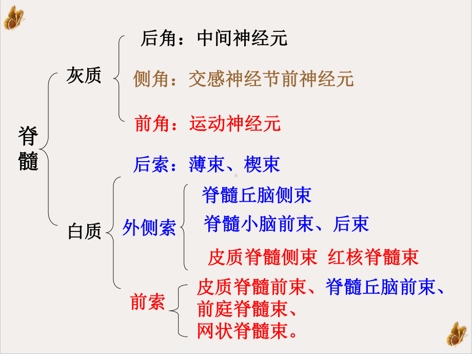 神经系统脊髓培训课件.pptx_第3页