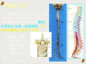 神经系统脊髓培训课件.pptx