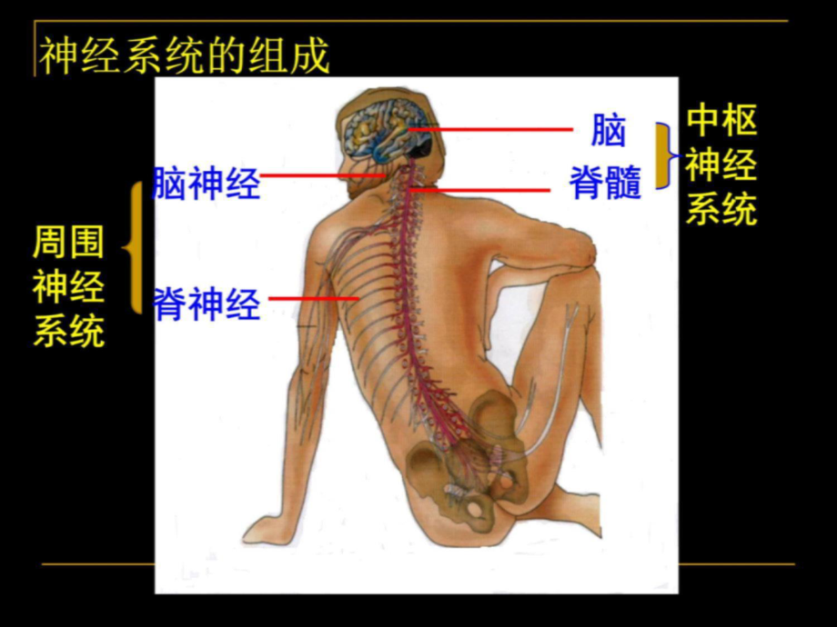 第一节-通过神经系统的调节-课件.ppt_第3页