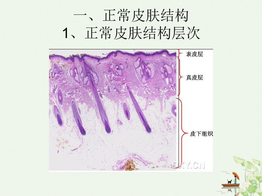 皮肤病理知识学习整理课件.ppt_第3页