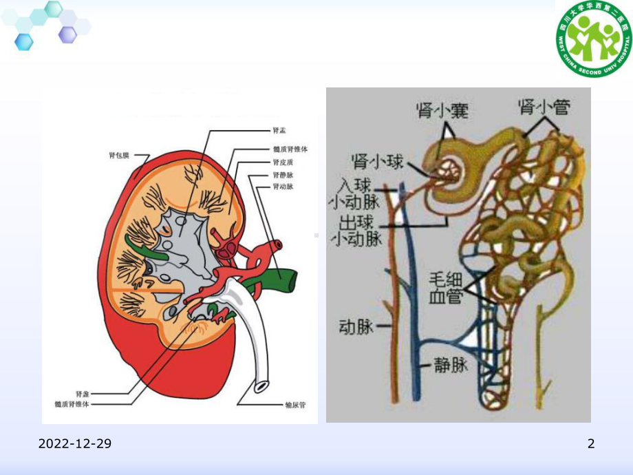 肾炎与肾病综合征课件.ppt_第2页