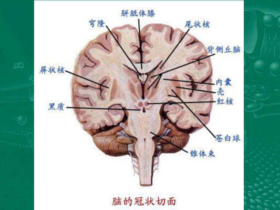 神经外科教学课件.pptx_第3页