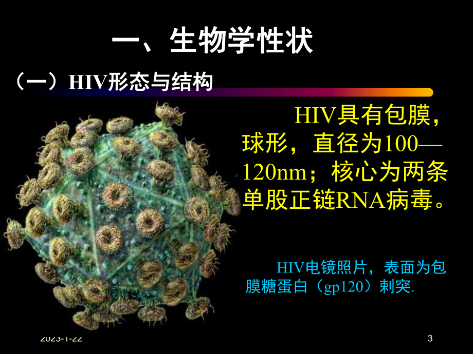 第二十九章人类免疫缺陷病毒人类免疫缺陷病毒HIV课件.ppt_第3页