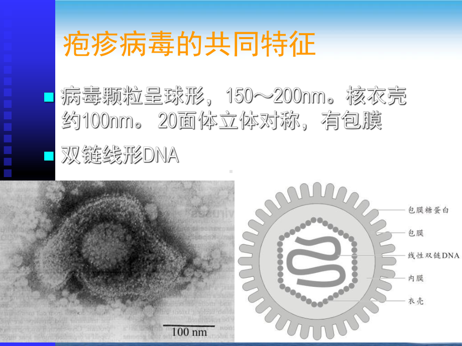 疱疹病毒HerpesVriruses课件.pptx_第3页