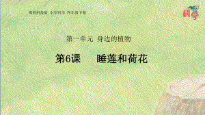 粤教版小学科学《睡莲和荷花》专家课件1.pptx