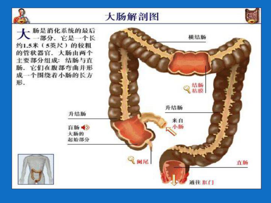 直肠癌的护理课件整理.ppt_第2页