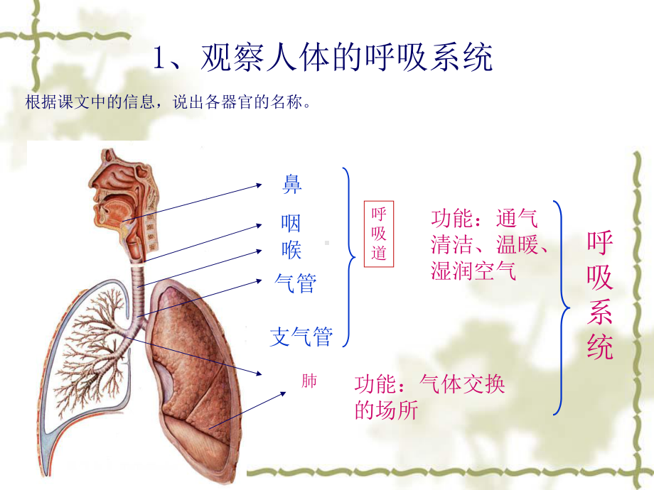 第2节人体的呼吸第1课时生物通过呼吸作用将体内有机物分解并课件.ppt_第3页