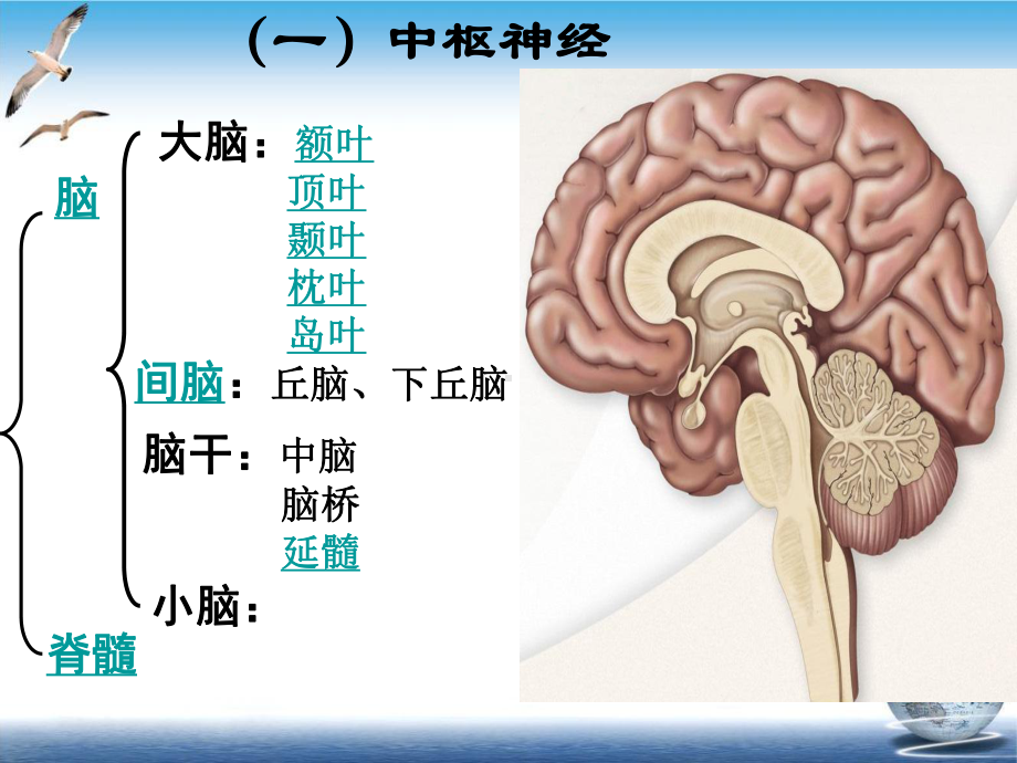 神经系统疾病患者的护理绪论整理培训讲义课件.ppt_第3页