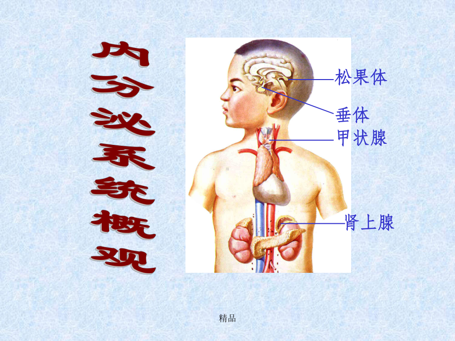 组织学与胚胎学华西课件14内分泌系统.ppt_第2页