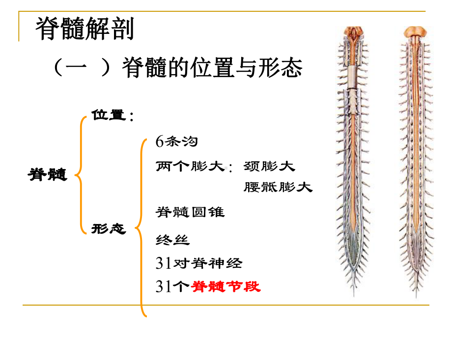 第六章急性脊髓创伤课件.ppt_第2页