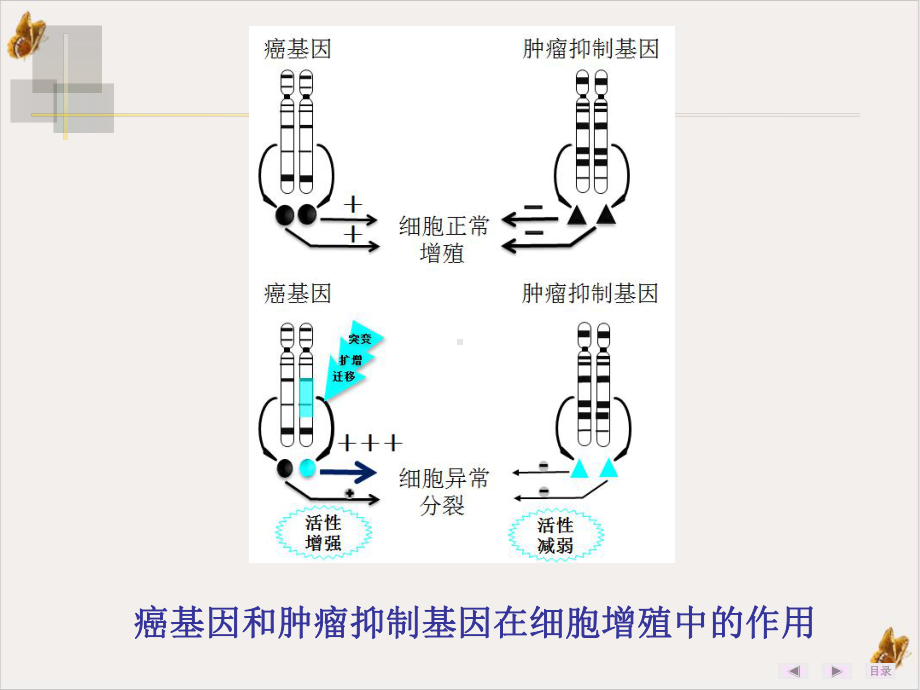 癌基因肿瘤抑制基因与生长因子课件.pptx_第2页