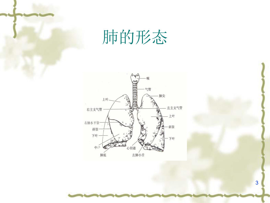 纤维支气管镜检查详解(课堂)课件.ppt_第3页