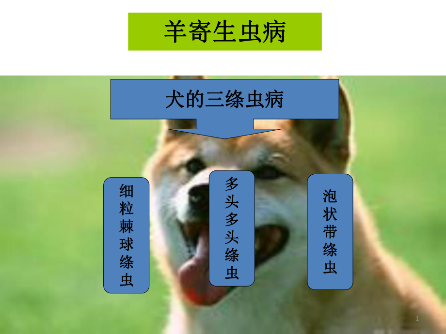 羊寄生虫病课件.ppt_第1页