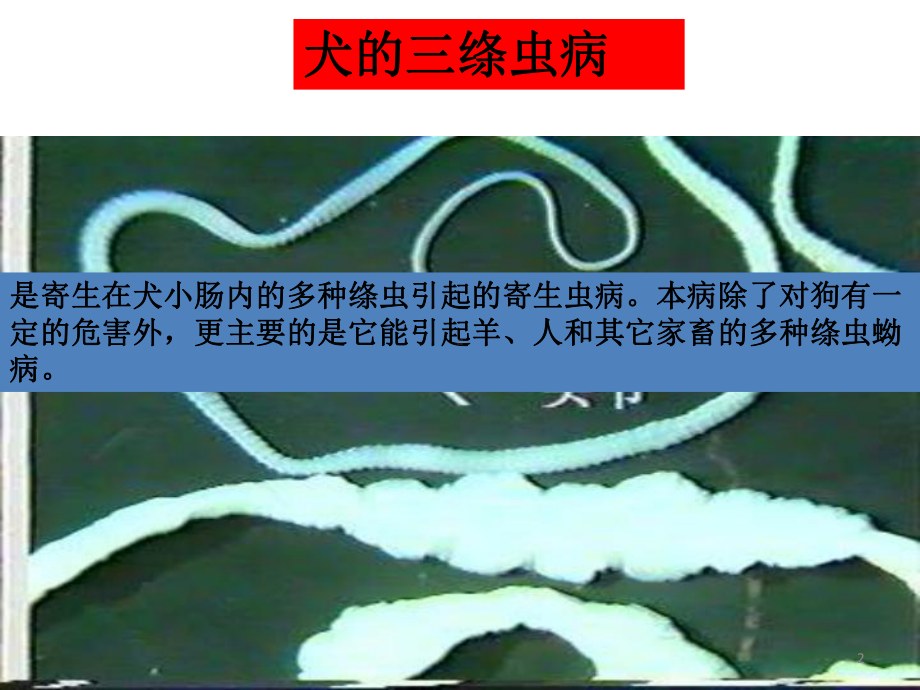 羊寄生虫病课件.ppt_第2页