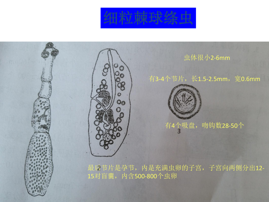 羊寄生虫病课件.ppt_第3页