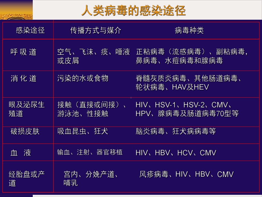 病毒感染和抗病毒免疫教材课件.pptx_第3页