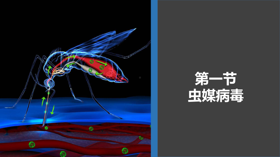 病原生物学与免疫学-第二十章课件.ppt_第2页