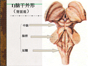 神经系统—脑干优选课件.pptx