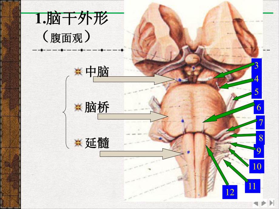 神经系统—脑干优选课件.pptx_第2页