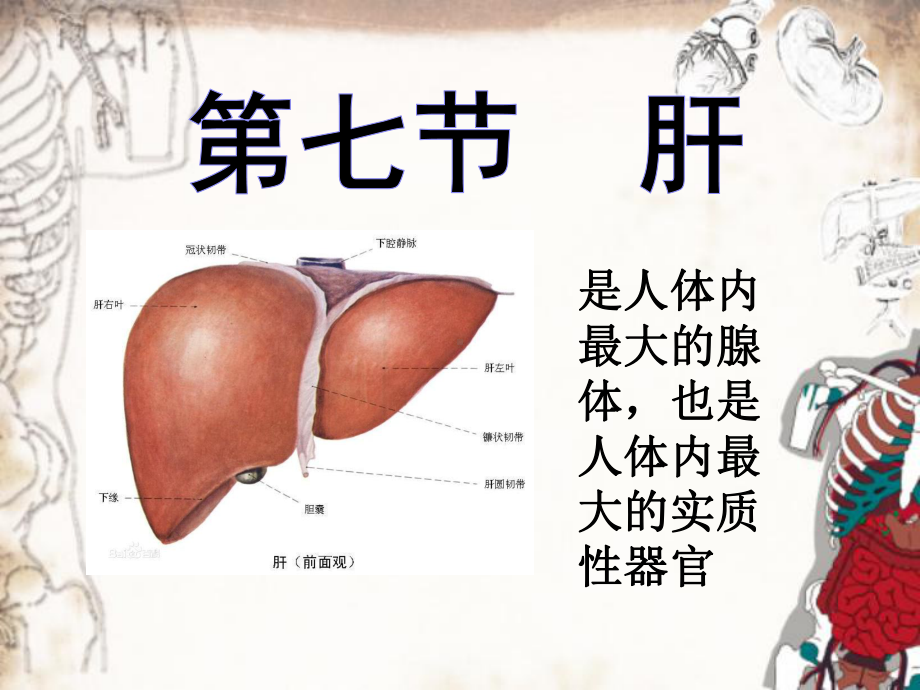 系统解剖学肝脏课件.pptx_第1页