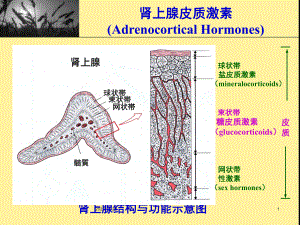 肾上腺皮质激素复习教学课件.ppt