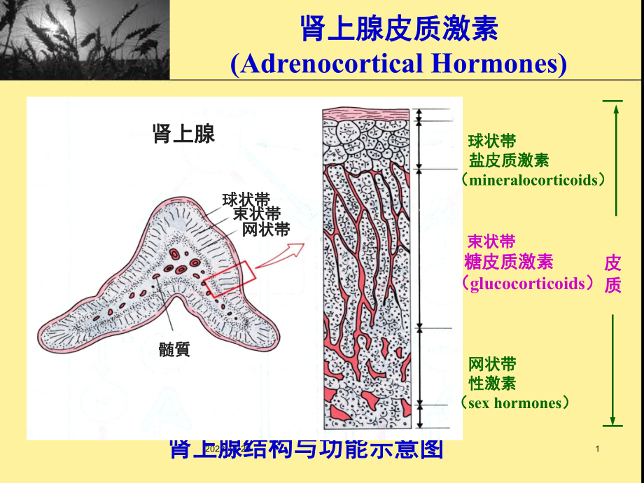 肾上腺皮质激素复习教学课件.ppt_第1页