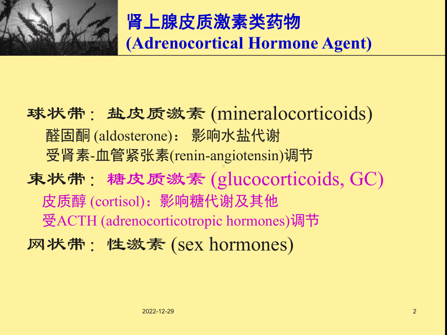 肾上腺皮质激素复习教学课件.ppt_第2页