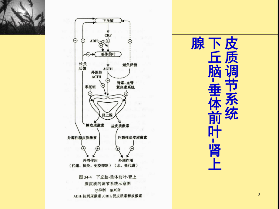 肾上腺皮质激素复习教学课件.ppt_第3页