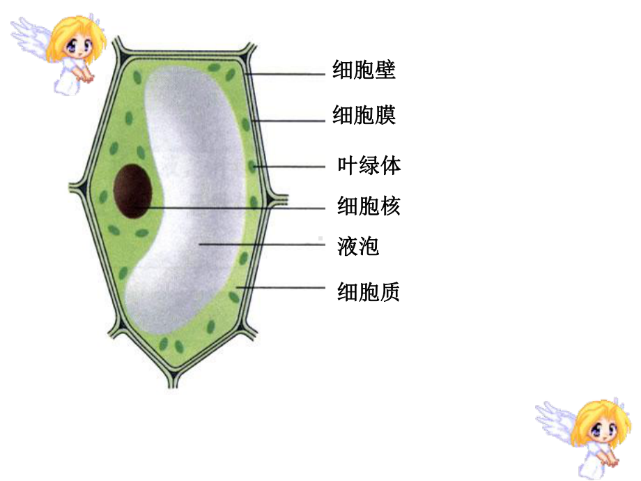 细胞分裂和分化课件.ppt_第1页