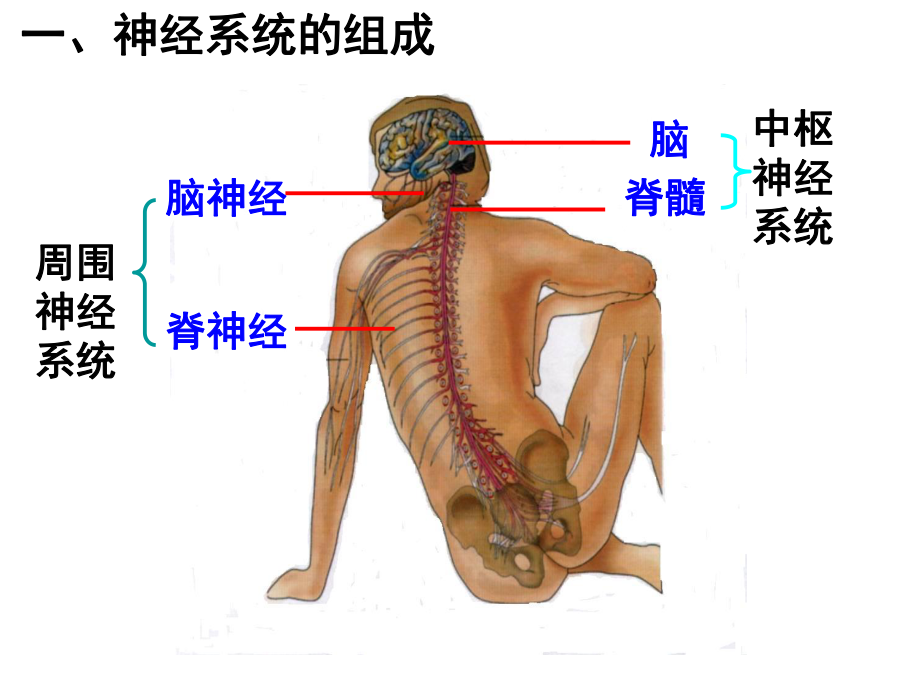 神经中枢与中枢神经系统的区别1课件.ppt_第2页