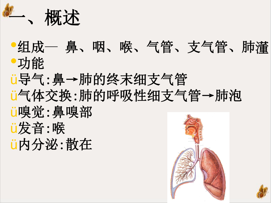 组织学与胚胎学呼吸系统培训讲义课件.ppt_第3页