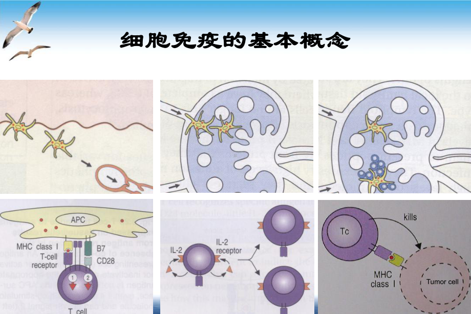 肿瘤的生物治疗恶性肿瘤的免疫和基因治疗培训讲义课件.ppt_第3页