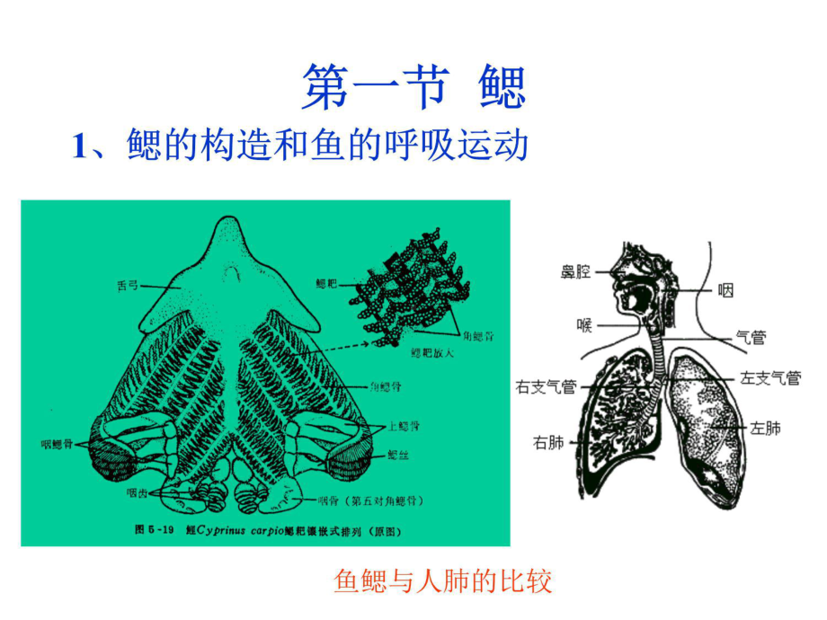 第6章呼吸系统Therespiratorsystem课件.ppt_第3页