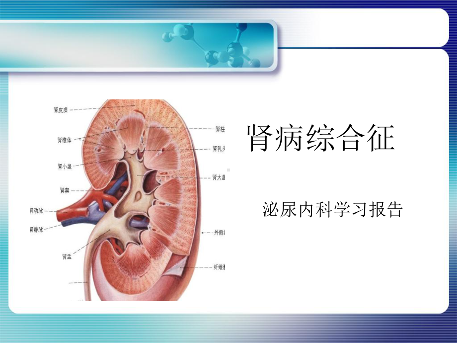 肾病综合征—学习报告课件.ppt_第1页