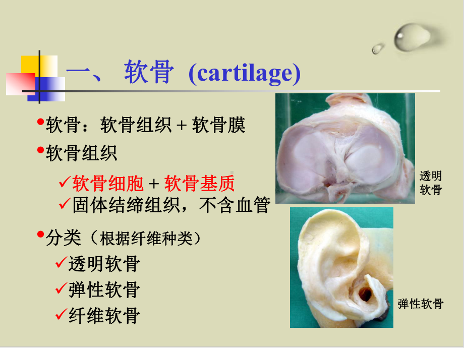 组织学之软骨和骨49课件.ppt_第2页