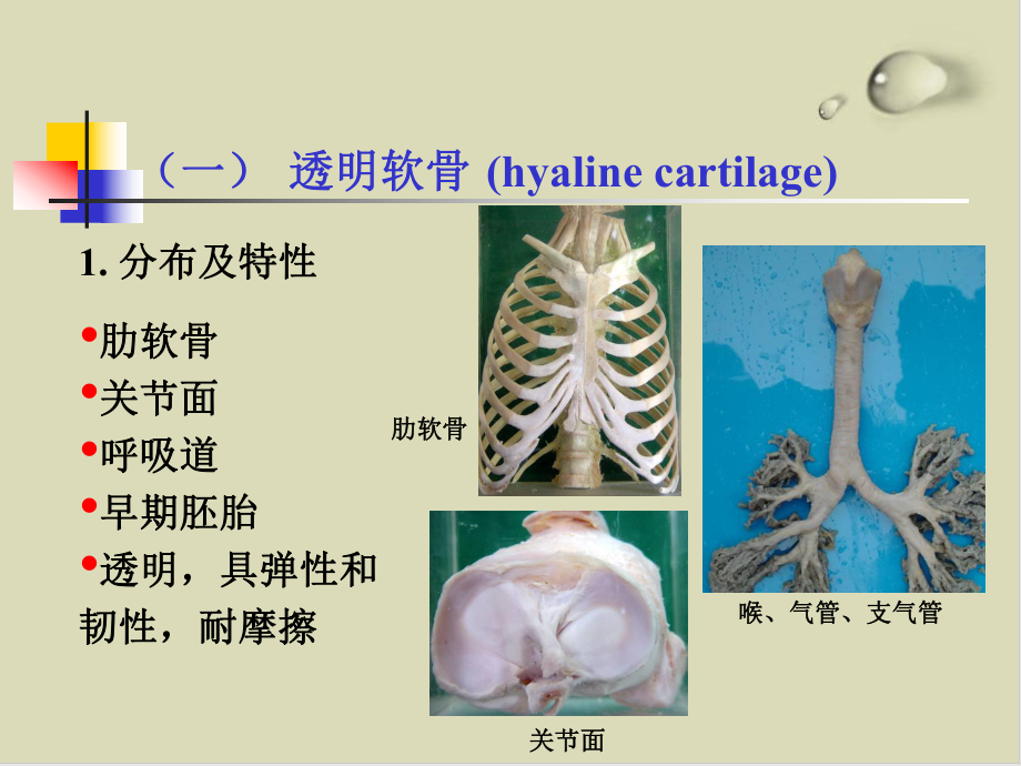 组织学之软骨和骨49课件.ppt_第3页