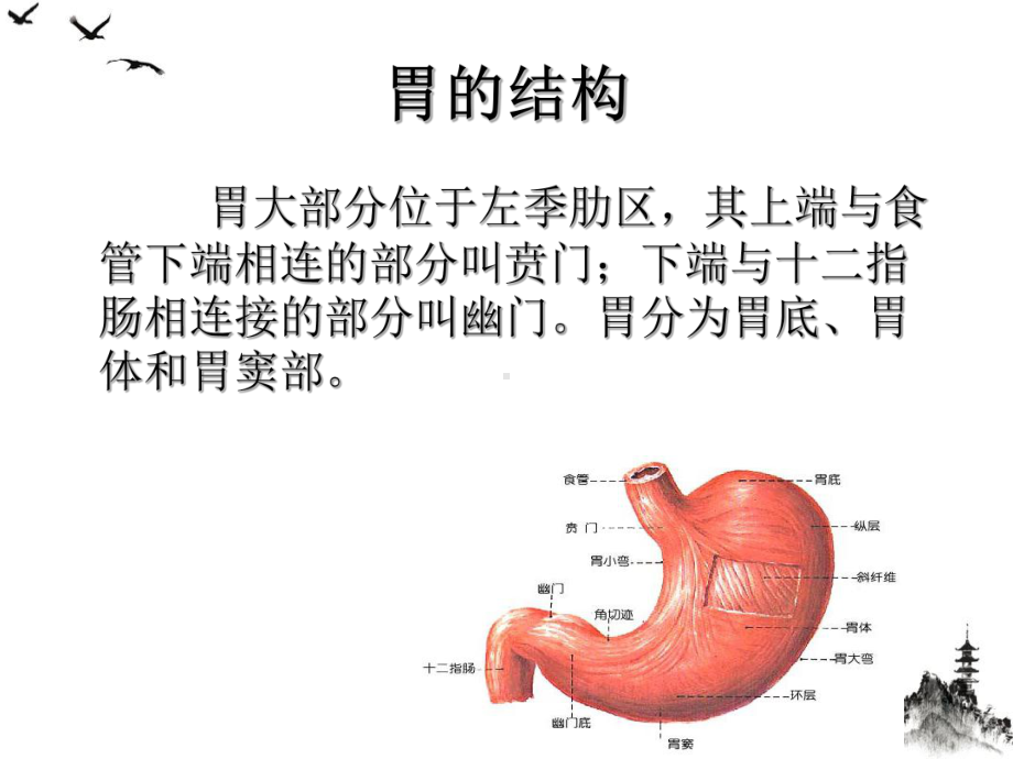 胃癌病人的护理授课课件.ppt_第3页