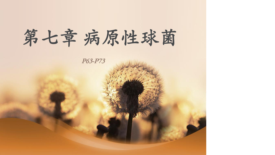 第二十章致病性球菌课件.ppt_第2页