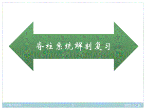 脊柱x线解剖课件.ppt