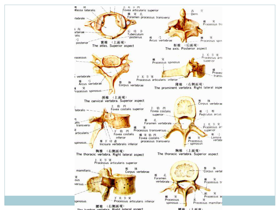脊柱x线解剖课件.ppt_第3页