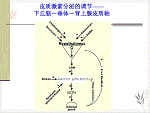 皮质激素药理学课件.pptx