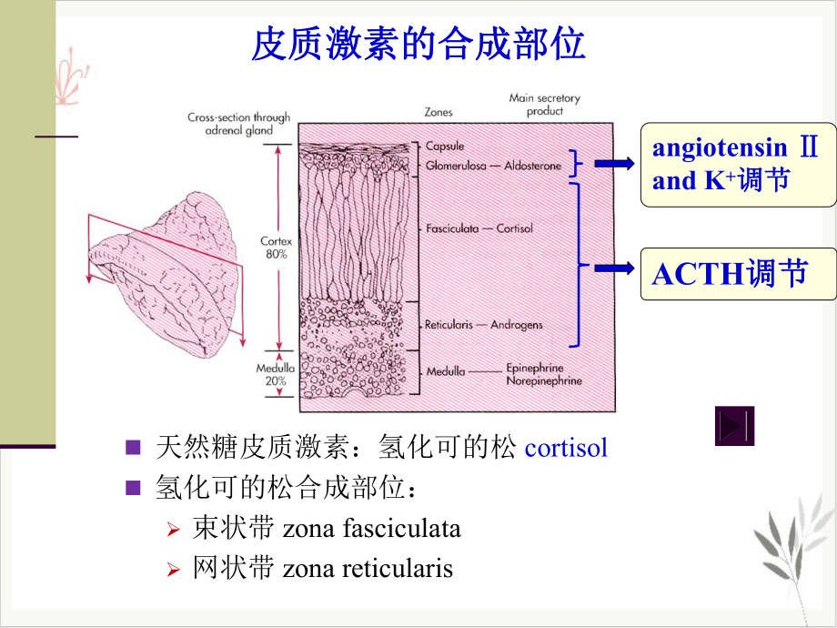 皮质激素药理学课件.pptx_第2页