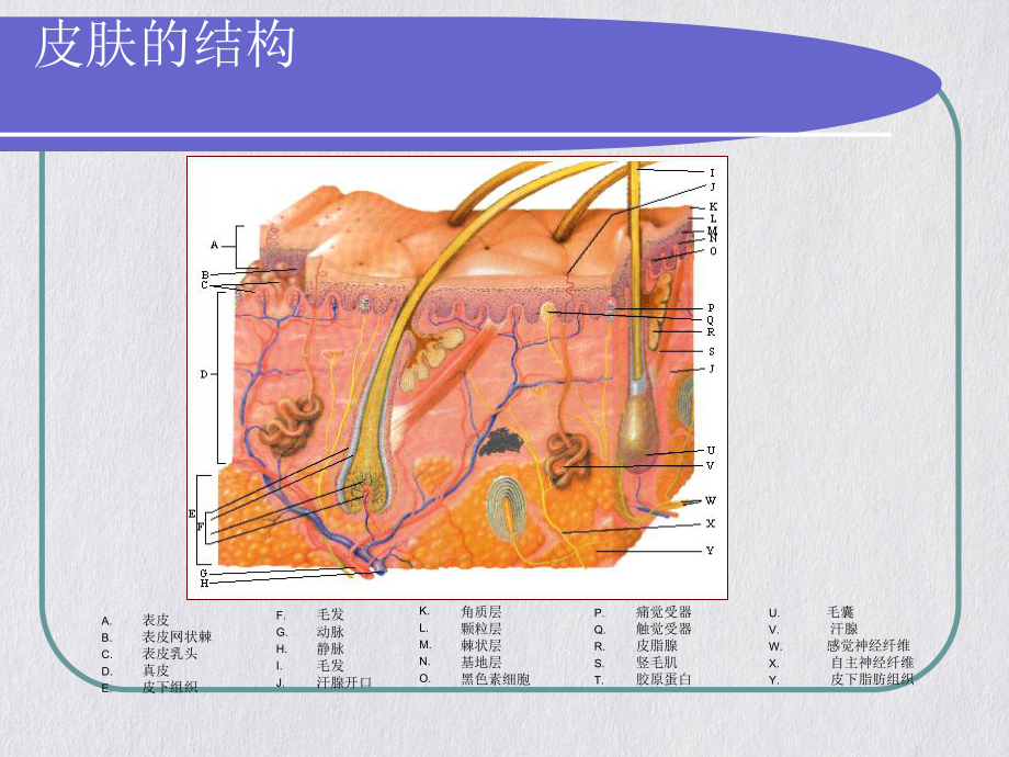 皮肤病的种类知识讲课课件.pptx_第2页