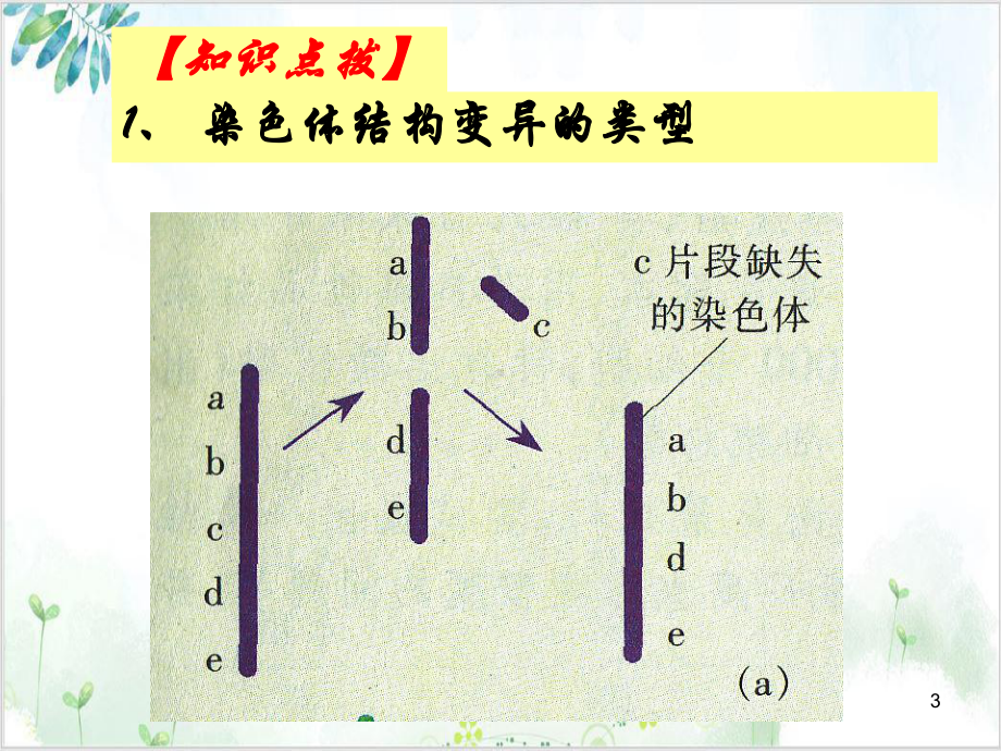 苏教版高中生物必修二染色体数目的变异课件.ppt_第3页