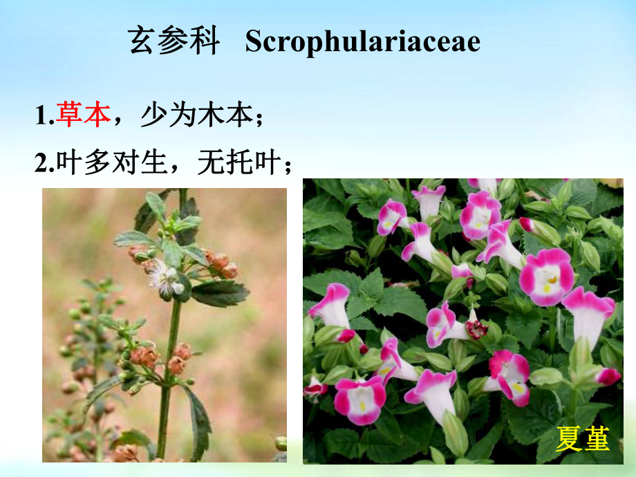 药用植物学课件-17玄茜葫菊百科.ppt_第2页