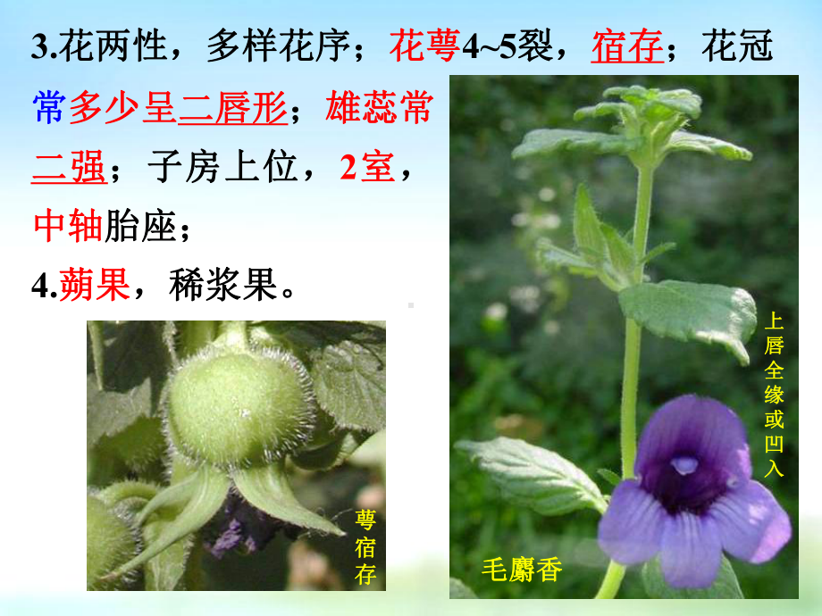 药用植物学课件-17玄茜葫菊百科.ppt_第3页